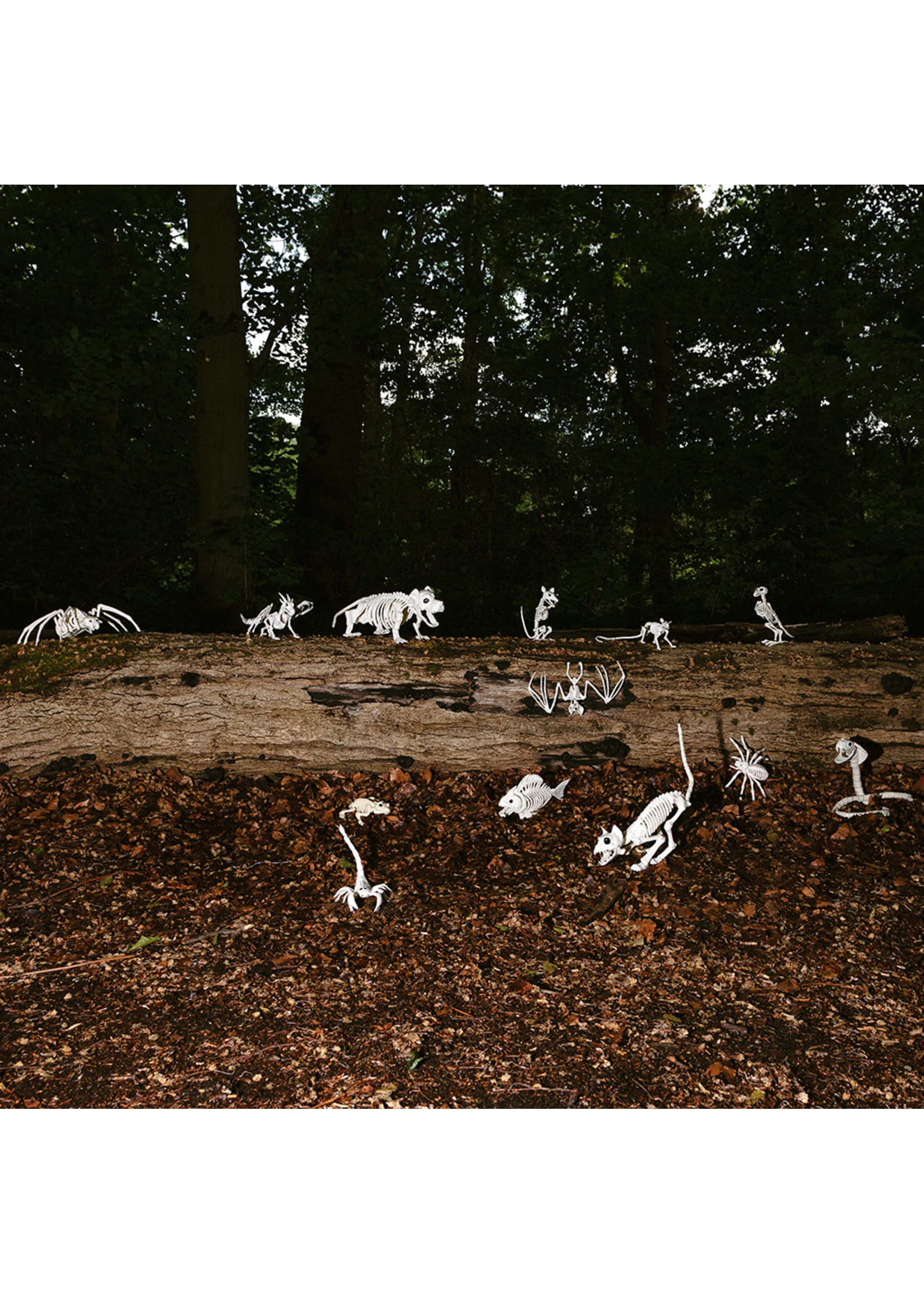 Drakenskelet Van 37 Cm | Feestkleding Breda - Afbeelding 3