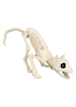 Kattenskelet | Feestkleding Breda