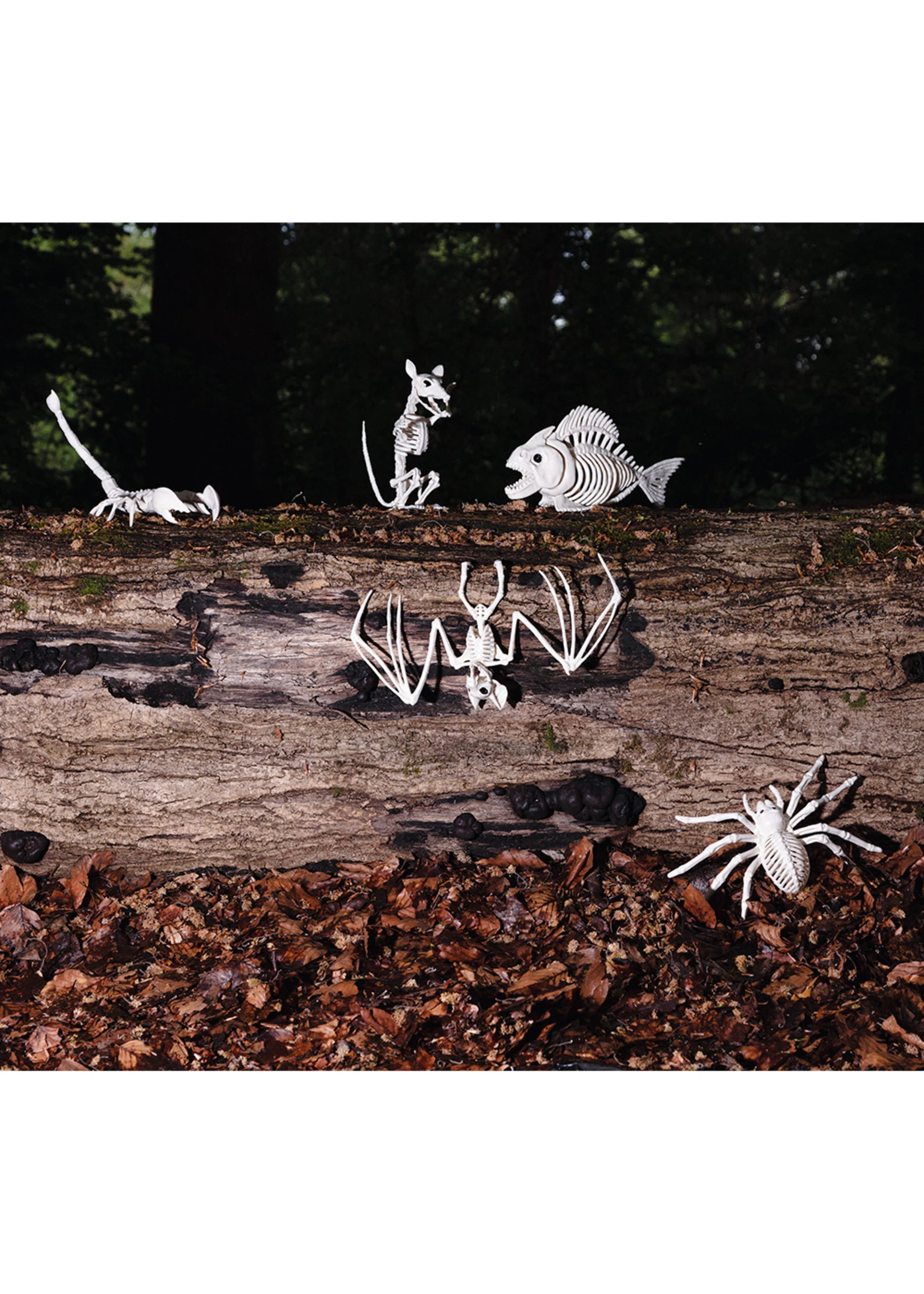 Skelet Spin | Feestkleding Breda - Afbeelding 2