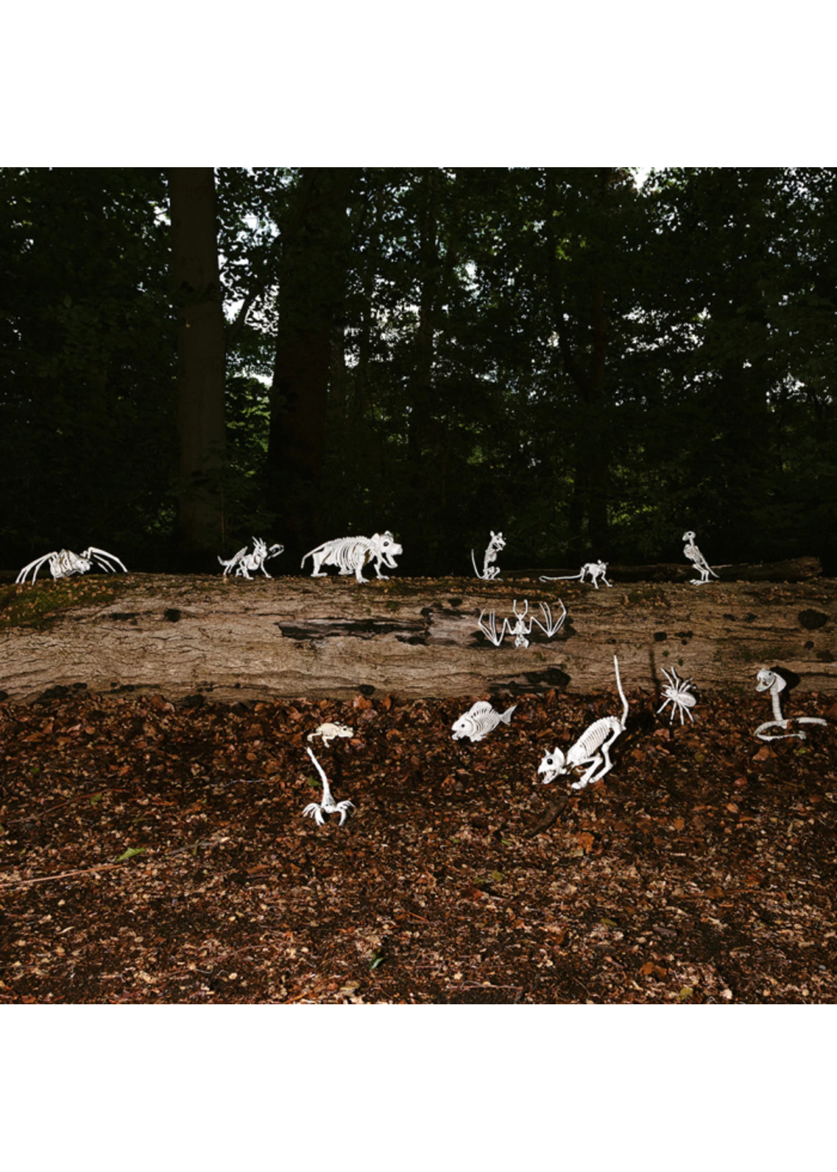 Skelet Vogel | Feestkleding Breda - Afbeelding 2